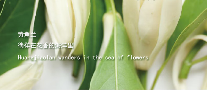 MAYCHEER黄角兰白兰花香水白玉兰女士清新持久留香淡香学生男小众国货50ml 【两瓶】黄角兰+茉莉花 花香调 x 50ml