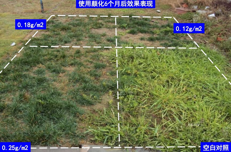 国光颜化图片