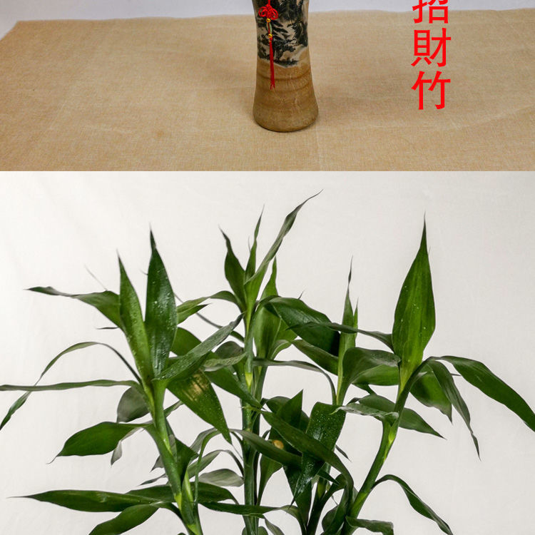 竹水培竹綠植花卉客廳室內植物辦公室帶根喜陰盆栽小葉富貴 招財竹5枝