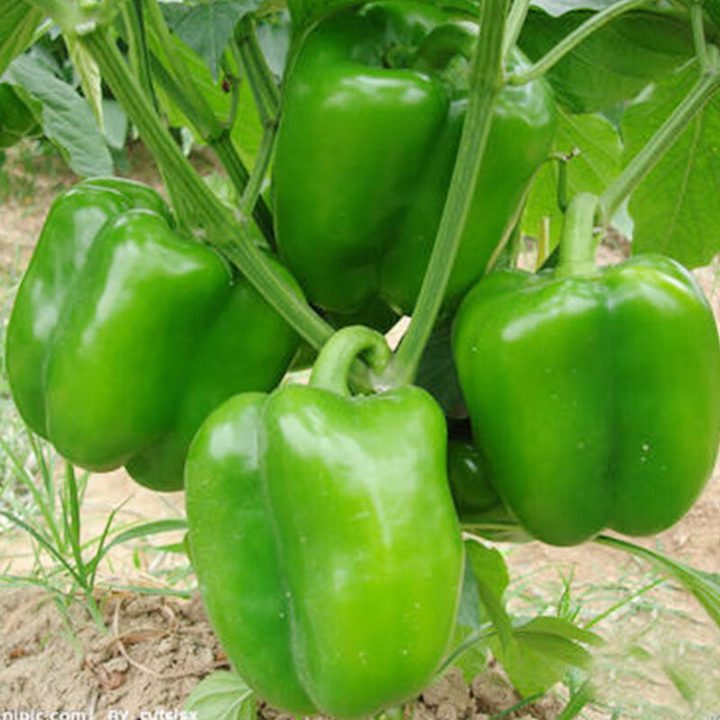 山东特产农家自种圆椒新鲜蔬菜圆辣椒灯笼椒甜椒太空椒不辣圆椒华海春