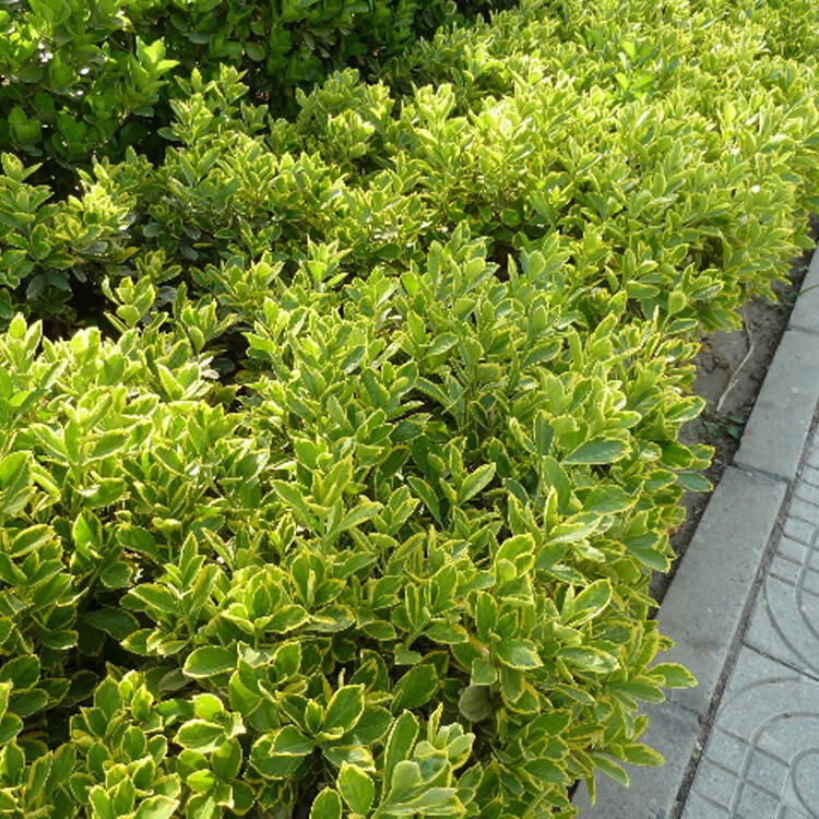四季常青金边冬青小苗金边彩色绿篱色块庭院植物花墙不落叶金边冬青20