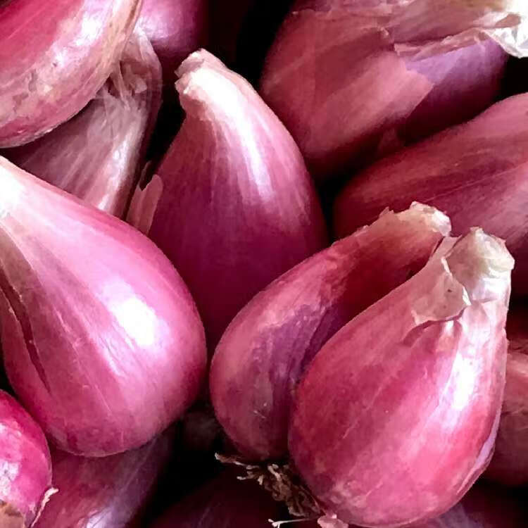 农家红葱头自产小香葱榨油食用四季葱头净重5斤 2500