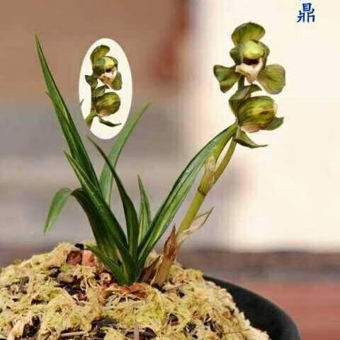 特价兰花苗春兰神龙宝鼎叶带水晶水晶花漂亮花卉盆景神龙宝鼎1苗价格