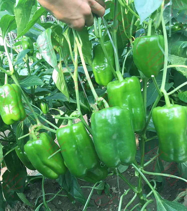 伯爵太空椒种子巨型超大辣椒种籽高产甜椒蔬菜种孑籽菜椒青椒农家伯爵