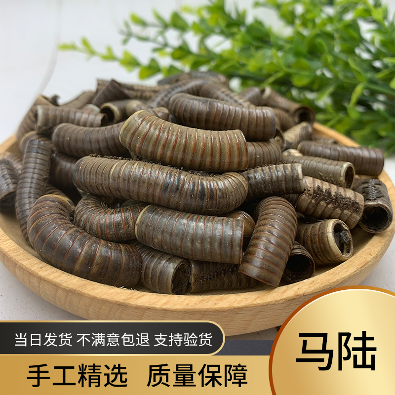 马挑虫子简介图片