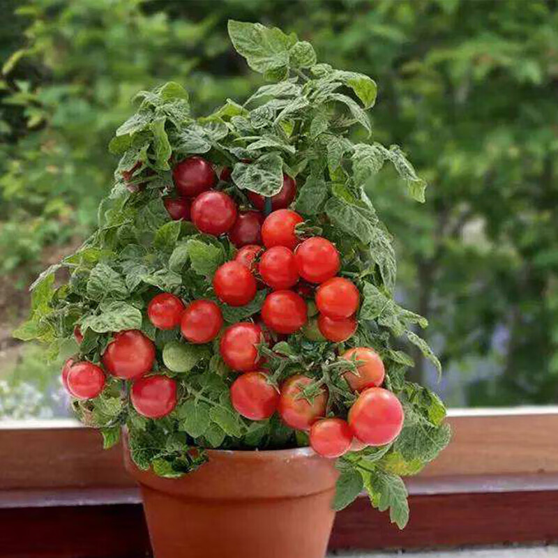 唐扣 特殊商品  小番茄种子 2包种子+2包肥料+4个育苗盆