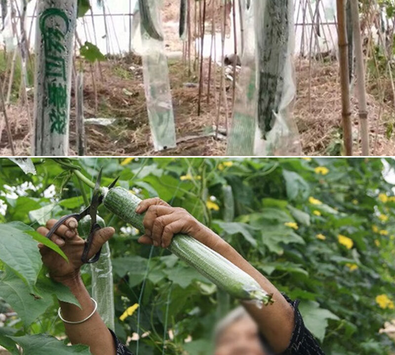 蔬菜水果套袋 套果袋 黄瓜丝瓜苦瓜果蔬套袋 防虫保护袋 苦瓜套袋100