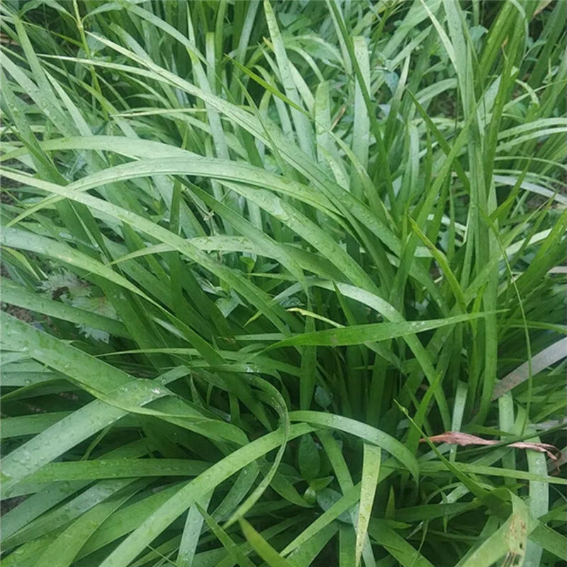 新鲜野生山赖香料植物大料苗五香草食用盆栽带根去腥味发货 500克【图