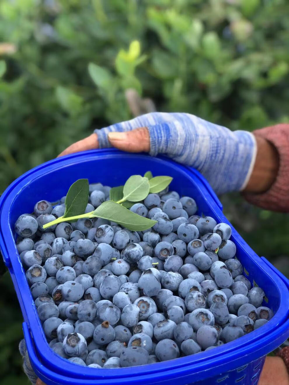 顺丰直达云南高原蓝莓鲜果水果新鲜一箱酸纯甜蓝梅大果坏果包赔中果