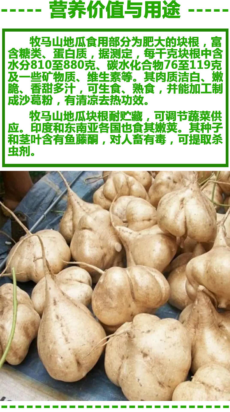 水果地瓜番薯凉薯茎叶四季蔬菜籽沙葛凉薯土瓜地瓜种子20克