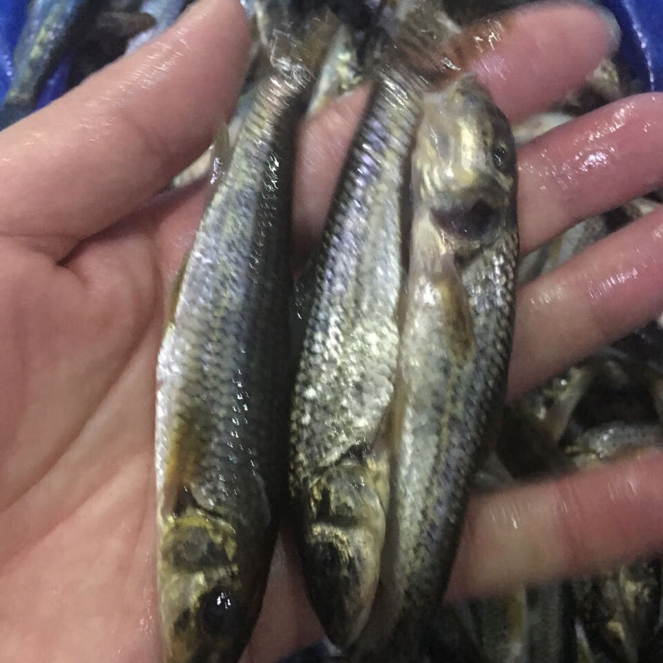 东北松花江鲜活小江鱼 小川丁鱼 小花泥鳅鱼打酱鱼 3斤普快