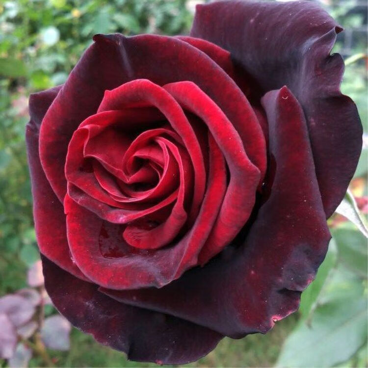 路易十四玫瑰苗四季开花老桩大花黑玫瑰花苗花卉阳台盆栽易活耐寒