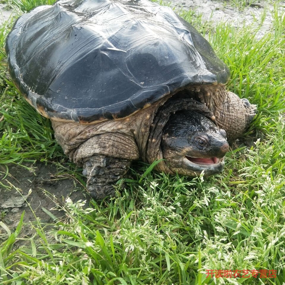 食用鱷魚龜可以吃大鱷魚龜食用龜烏龜活體小鱷龜大鱷龜菜龜肉龜好吃浩