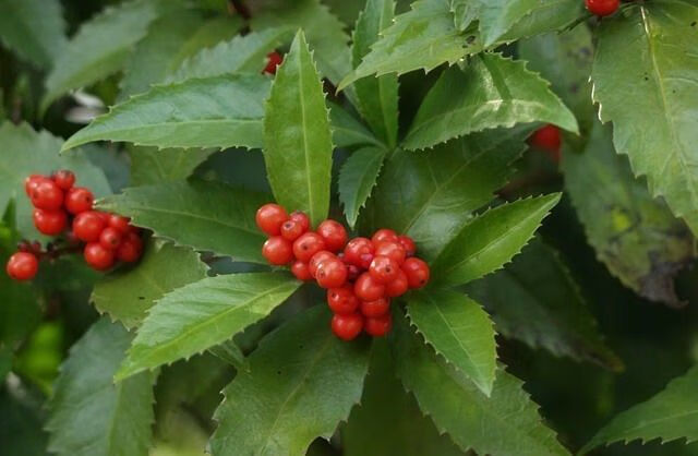 野生現挖草珊瑚苗接骨蓮金粟蘭腫節風九節茶滿山香全株入藥 大株3年