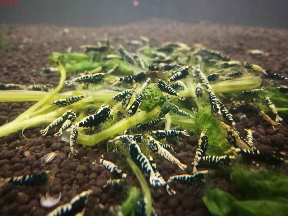 不二臣水晶虾 银河斑马鱼骨 活体可繁殖 信赖水族满额顺丰 黑银河成母