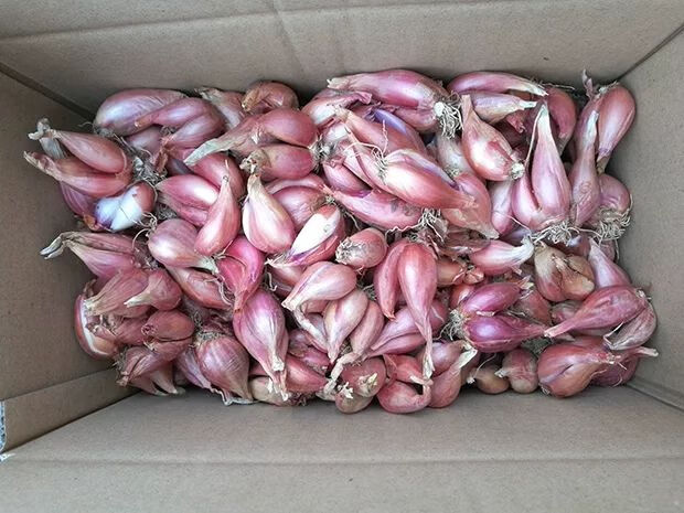 红葱头火葱头小香葱种子盆栽榨油四川特产 红葱头 三