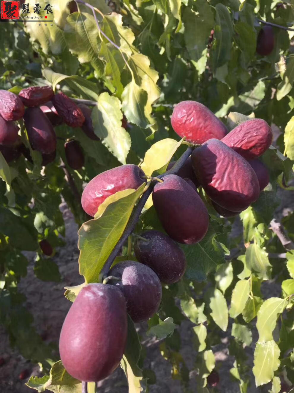 新疆和田骏枣5斤未清洗大枣原生态玉枣一级红枣五星吊干枣有灰需要