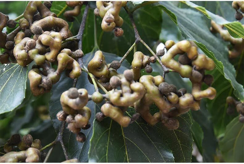 媚调新鲜半干生吃金钩梨果万寿果鸡爪梨野枳椇子泡酒旬阳 5斤干带枝