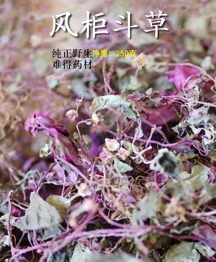 福建野生风柜斗草风骨草风鼓草风谷草250克楮头红