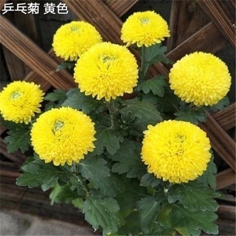 四季菊花持续开花月月菊大菊花苗荷兰菊花苗庭院阳台对版 2组合橙 粉