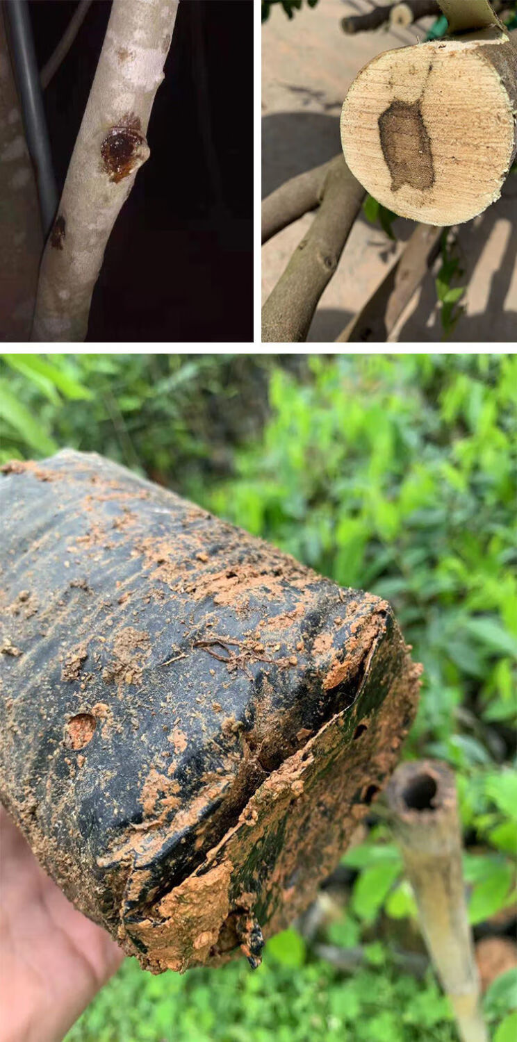 络咚棠轻奢白奇楠沉香苗一代母树嫁接包结香正宗沉香棋楠保结香高抖音