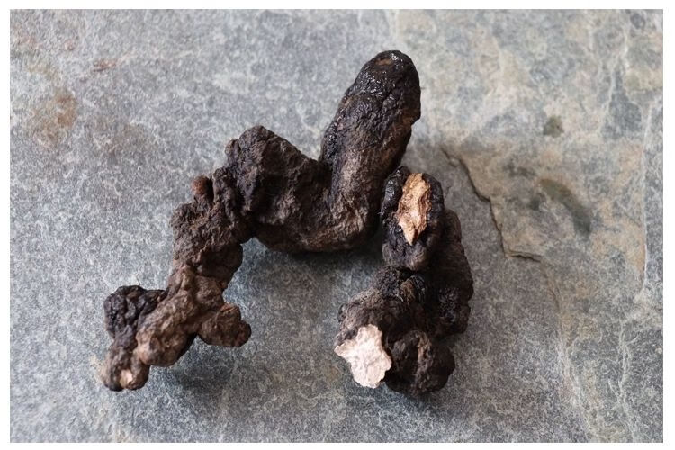 猪苓野生猪苓片猪屎苓豕苓粉猪苓猪茯苓猪灵芝猪苓菌 猪苓【1000克】