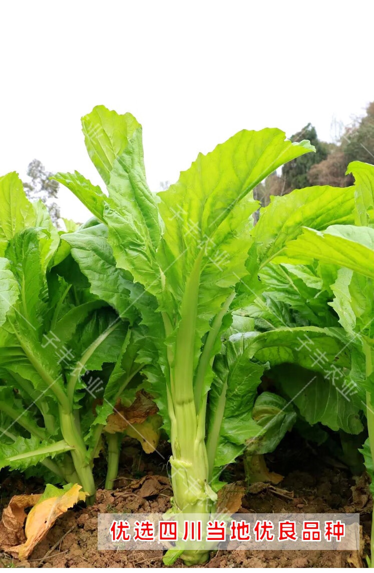 四川特菜棒棒菜種都花葉板葉棒菜蔬菜種子秋季耐寒味鮮嫩青菜種籽 板