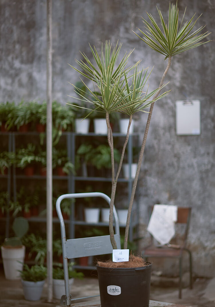 蔷薇之光plant plan3大型绿植千年木马尾铁造型盆栽 m-96(2.