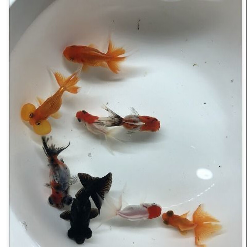 【抖音推薦】觀賞魚紅草魚金魚活錦鯉淡水魚錦鯉冷水魚發財風水魚 紅