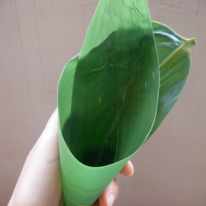 新鲜粽子叶干粽子叶粽粑叶野生大号包粽子的叶子粽叶箬箸叶 干粽叶100