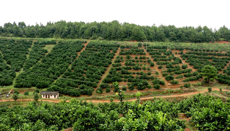 常山胡柚20斤装 新鲜水果大小随机柚子特产浙江衢州特产 精选果(带箱)