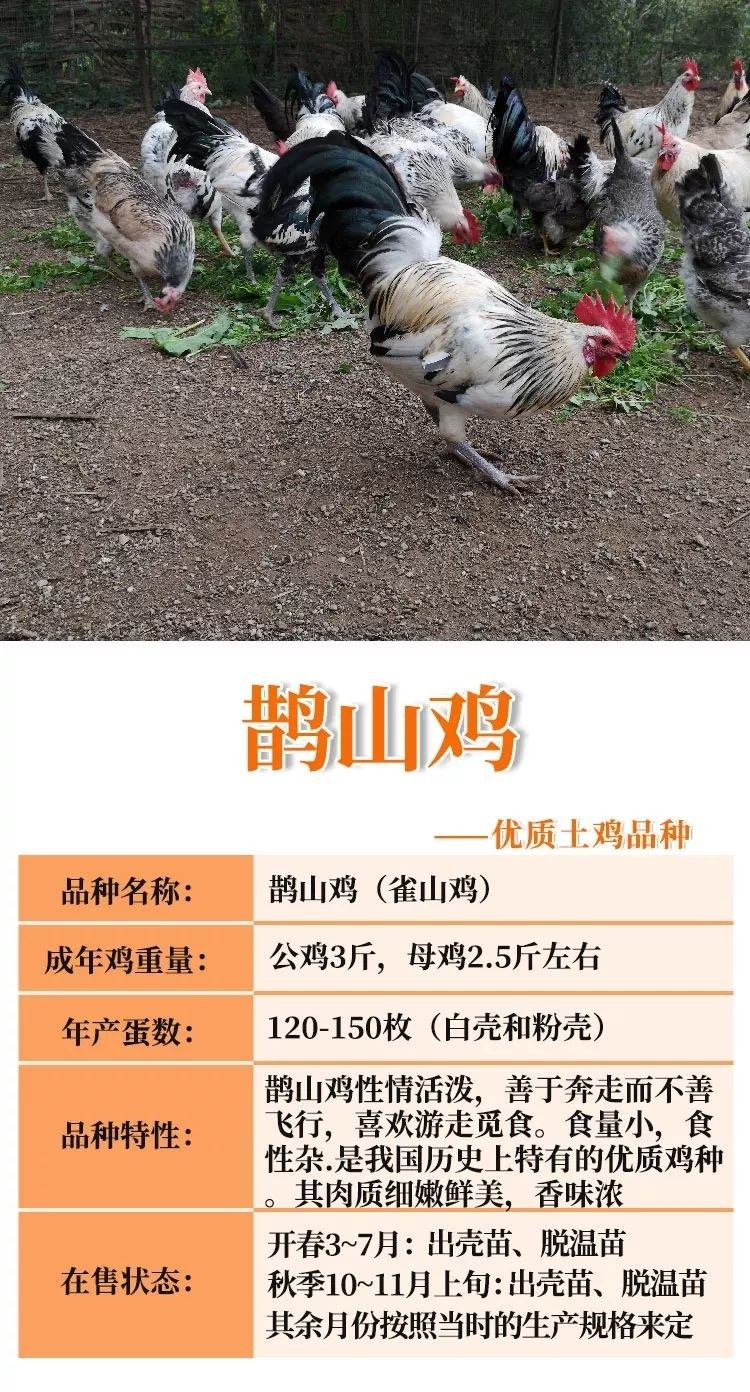 活鸡鹊山鸡半大鸡脱温鸡稻花鸡白芦花彩凤观赏鸡包