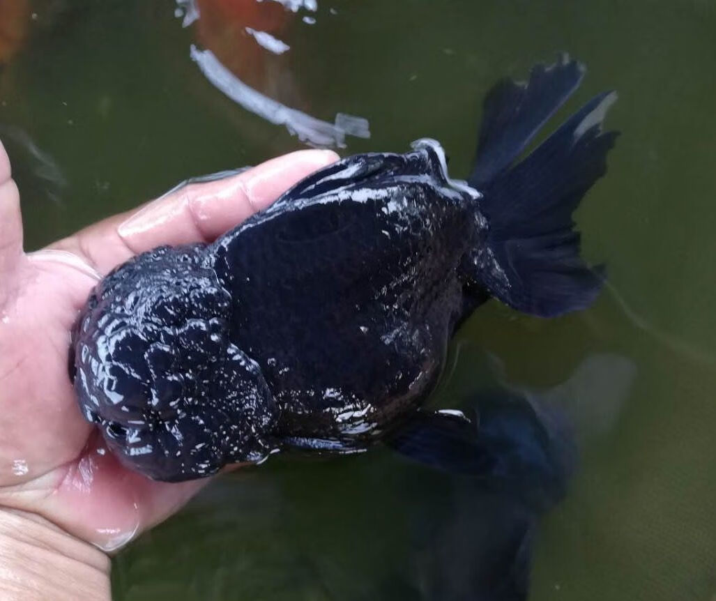 精品纯黑狮子头金鱼活体观赏鱼水族宠物国狮冷淡水鱼招财国粹包活 2条