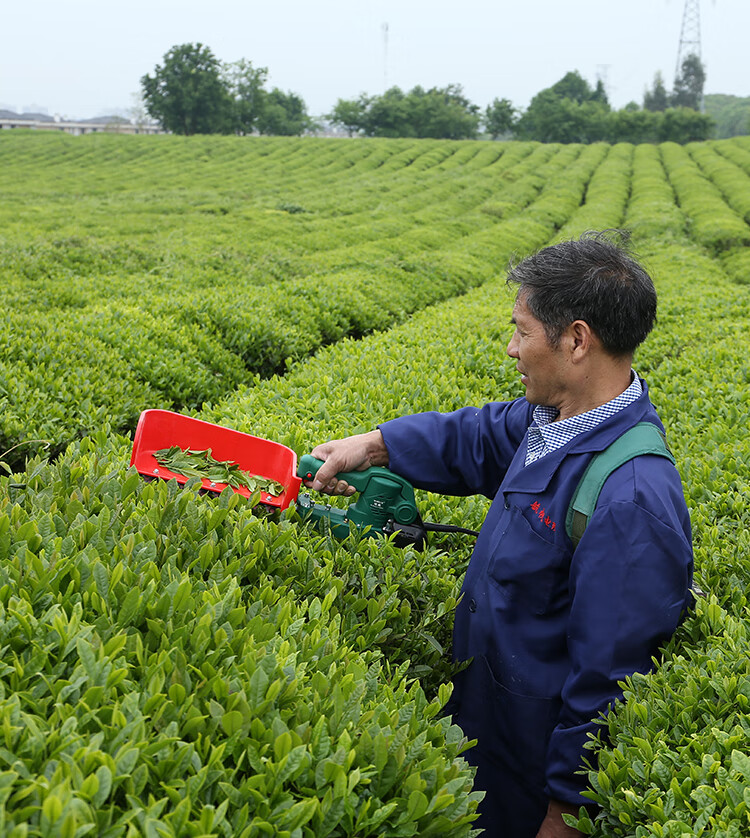 优选品质无刷电动采茶机单人手便携式草莓修剪机充电绿篱机小型采摘机