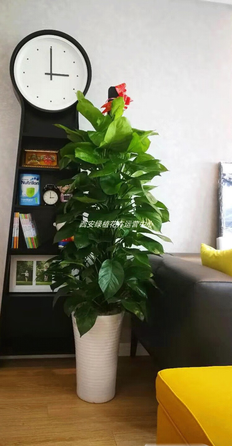 客厅大盆植物图片