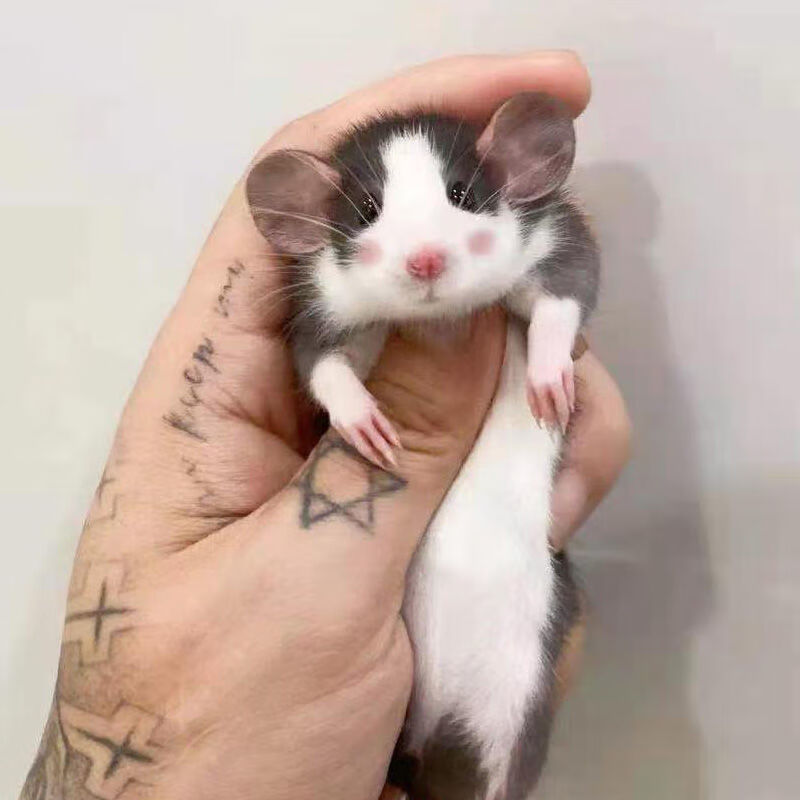 荣郁人认主人飞象鼠活物宠物飞象耳俄蓝色浅蓝色鼠