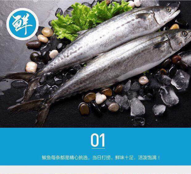 净重特大青占鱼鲐鱼青花鱼鲐红烧鲅鱼新鲜冷冻日料海鲜水产昌盛隆净重