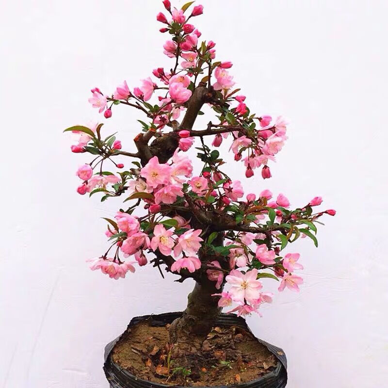 好养植物老桩海棠花盆景树苗冬季耐寒花卉 8年苗垂丝海棠【当年开花】