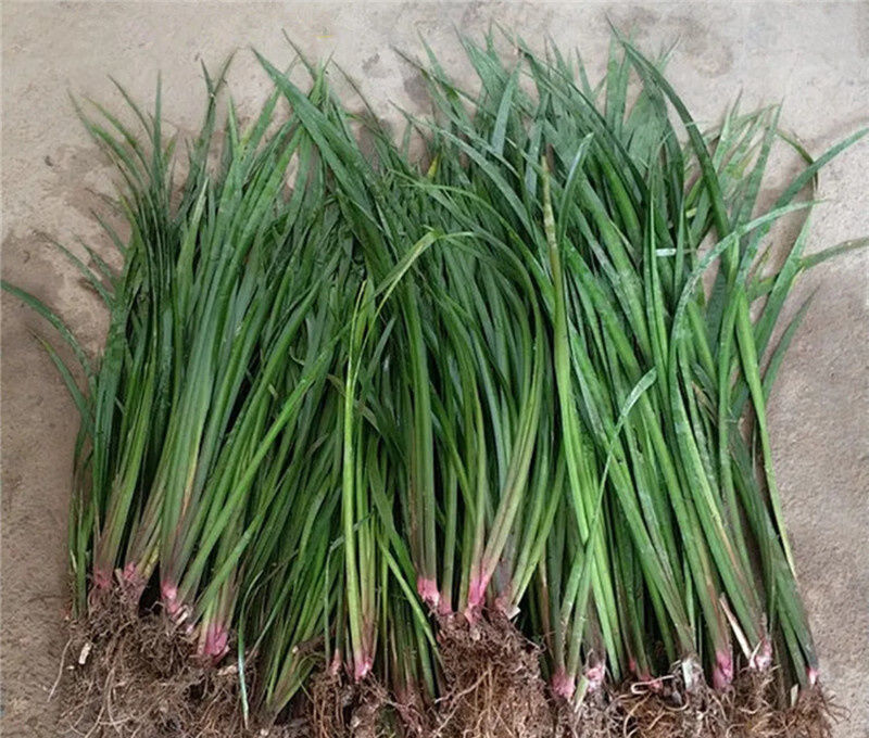 新鲜野生山赖香料植物大料苗五香草食用盆栽带根去腥味发货 500克【图