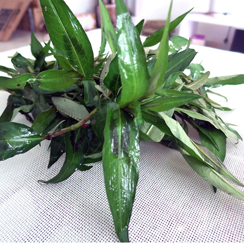 香馜 新鲜香柳菜叶 叻沙叶鱼生草拉沙叶傣族佐料调味香菜 1斤【图片