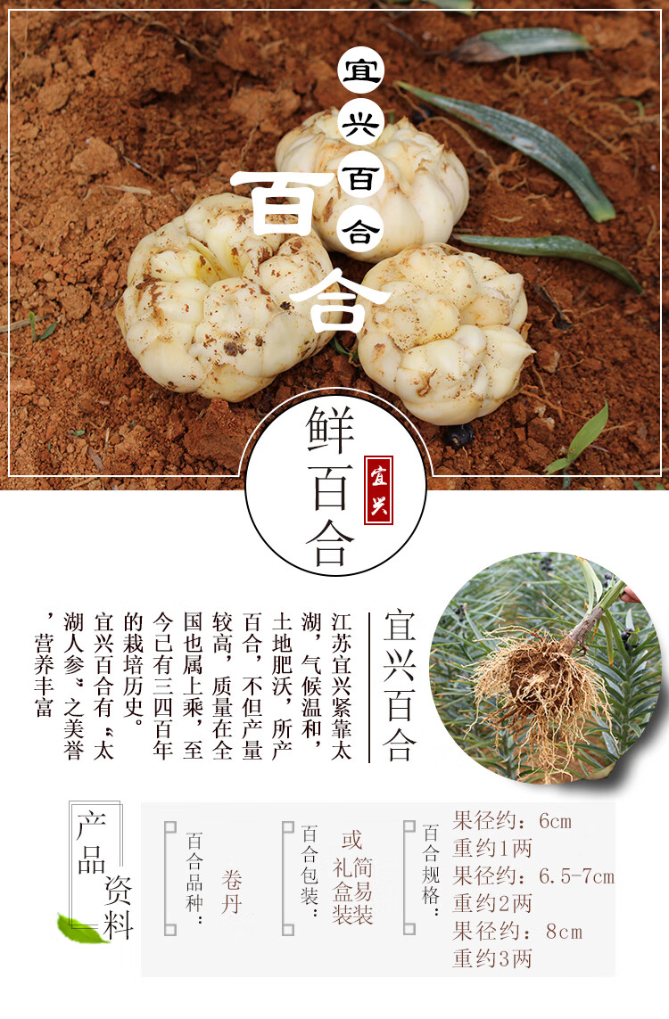 新鲜百合宜兴鲜百合5斤食用土特产8斤