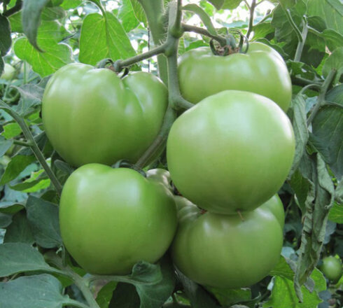 衢州青番茄图片