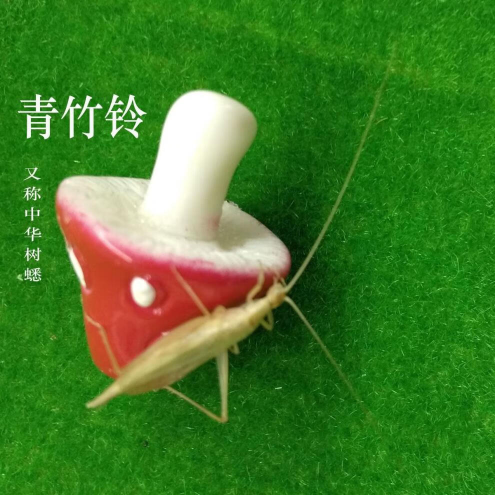 黑紫竹铃两只【图片 价格 品牌 报价】-京东