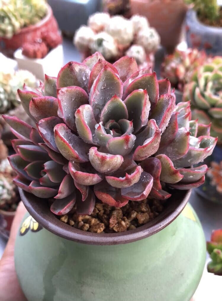 赫拉多肉植物紫色系老桩多头群生稀有贵货多肉组合绿植花卉 赫拉单头