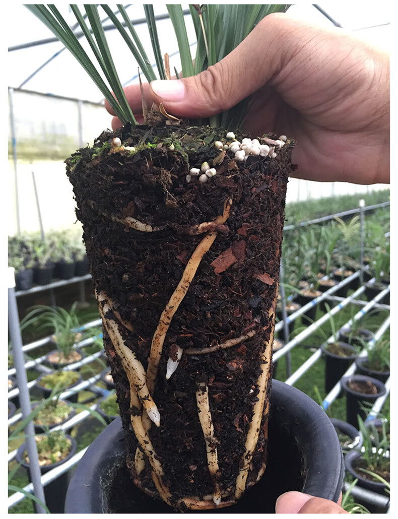 松樹皮 植料 蘭花專用土 蘭花土蘭花 營養土 松樹皮 植料 君子蘭專用