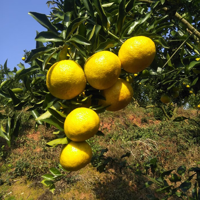 黄金贡柚雪峰山春香柚玲珑柚子怀化洪江安江象山青10斤装多规格选择k