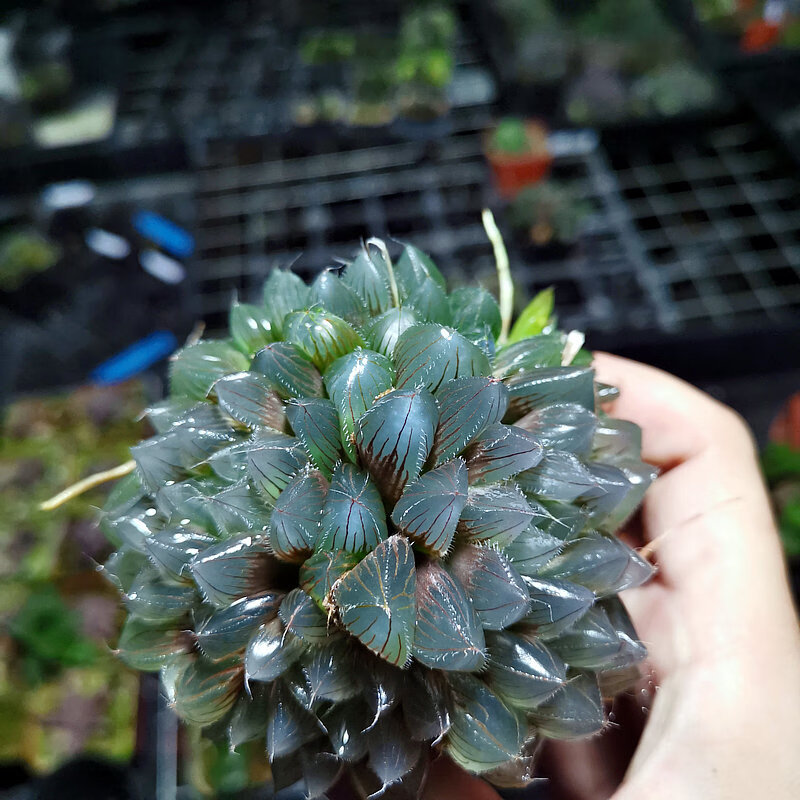 群生冰魄玉露大颗多肉植物带盆发货 7cm紫绘卷两盆 带盆栽好【图片