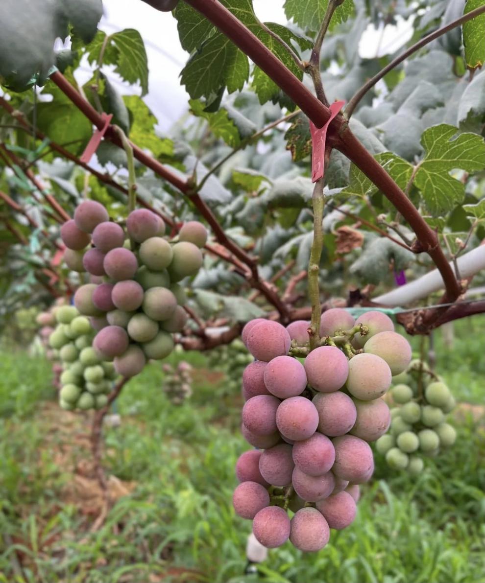 妮娜皇后葡萄 新鲜无籽礼盒装 红宝石阳光玫瑰葡萄红提当季时令水果