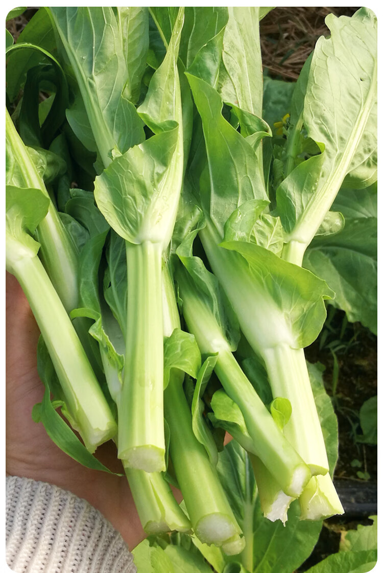 連州菜心種孑廣東甜菜心菜籽早熟遲菜薹種子四九菜薹種籽四季蔬菜