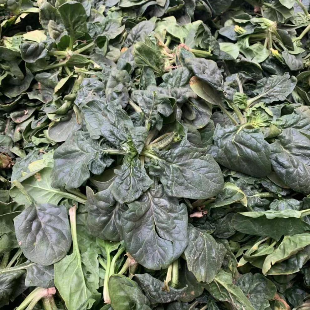 矮脚菠菜新鲜蔬菜霜冻菠菜红根菠菜趴地菠菜农家菠菜尝鲜装1斤装